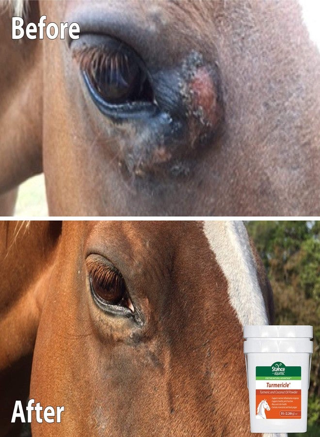 Stance Natural Turmeric Powder for Horses with Powdered Coconut Oil Equitec Turmericle Anti-Inflamatory Horse Supplement for Healthy Hip & Joint Function - Normal Skin Health (5) - Image 5